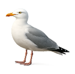 Seagull