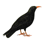 Chough